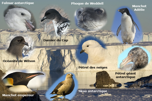 Faune de Terre Ad�lie, Antarctique