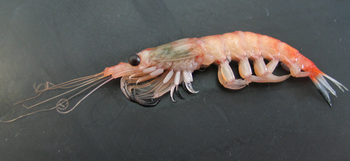 Krill antarctique / Euphausia superba