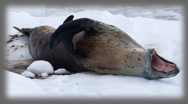 L�opard de mer / Hydrurga leptonyx / Leopard Seal