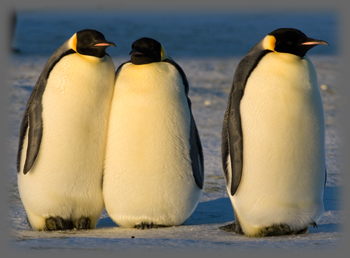 Manchot empereur / Aptenodytes forsteri / Emperor Penguin