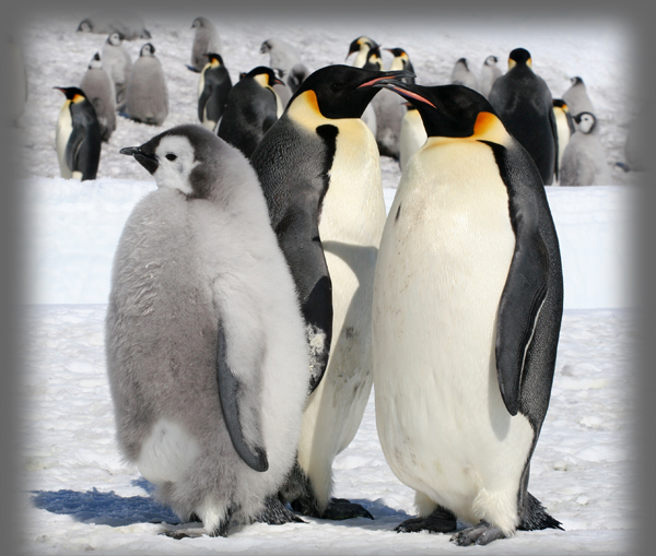 Manchot empereur / Aptenodytes forsteri / Emperor Penguin