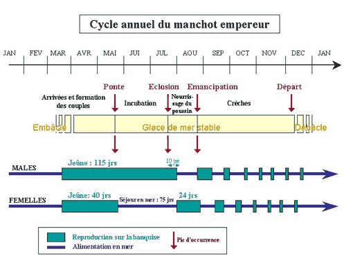 Phénologie du Manchot empereur
